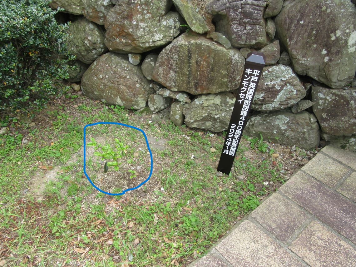 長崎県平戸市の市街地で撮影した、2024年1月に植えられたばかりらしいキンモクセイの木。