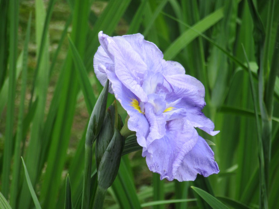 長崎県大村市の大村公園で撮影した、美しい花菖蒲の横顔。