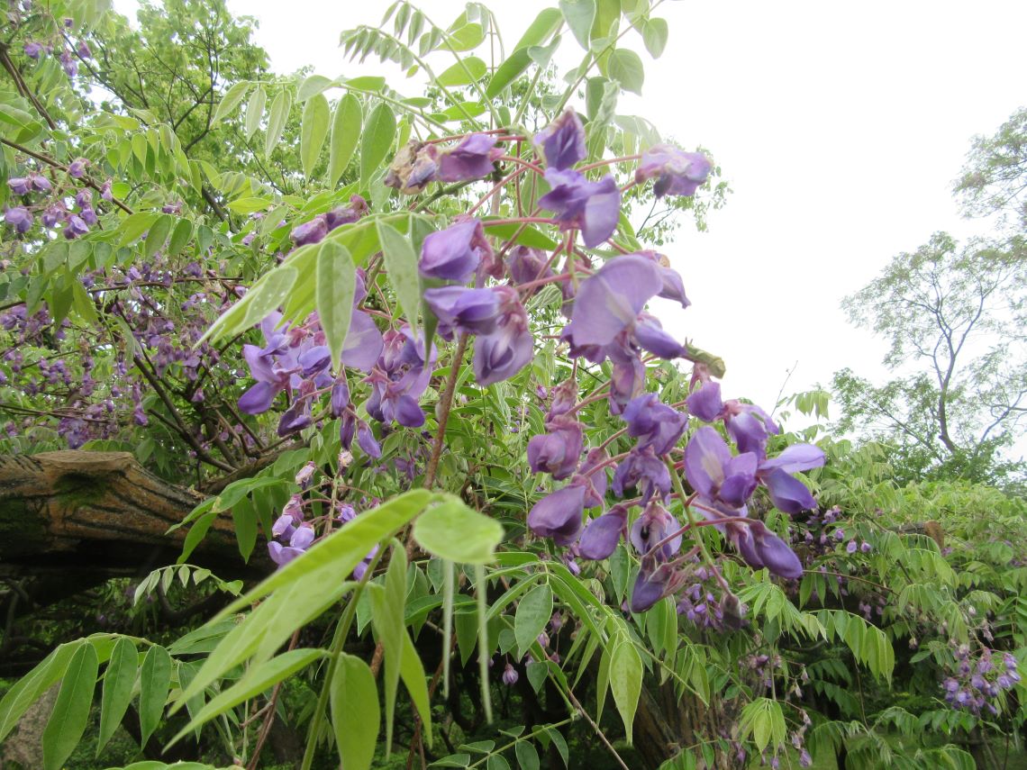 長崎県大村市の大村公園で撮影した、ピークが過ぎた藤の花。