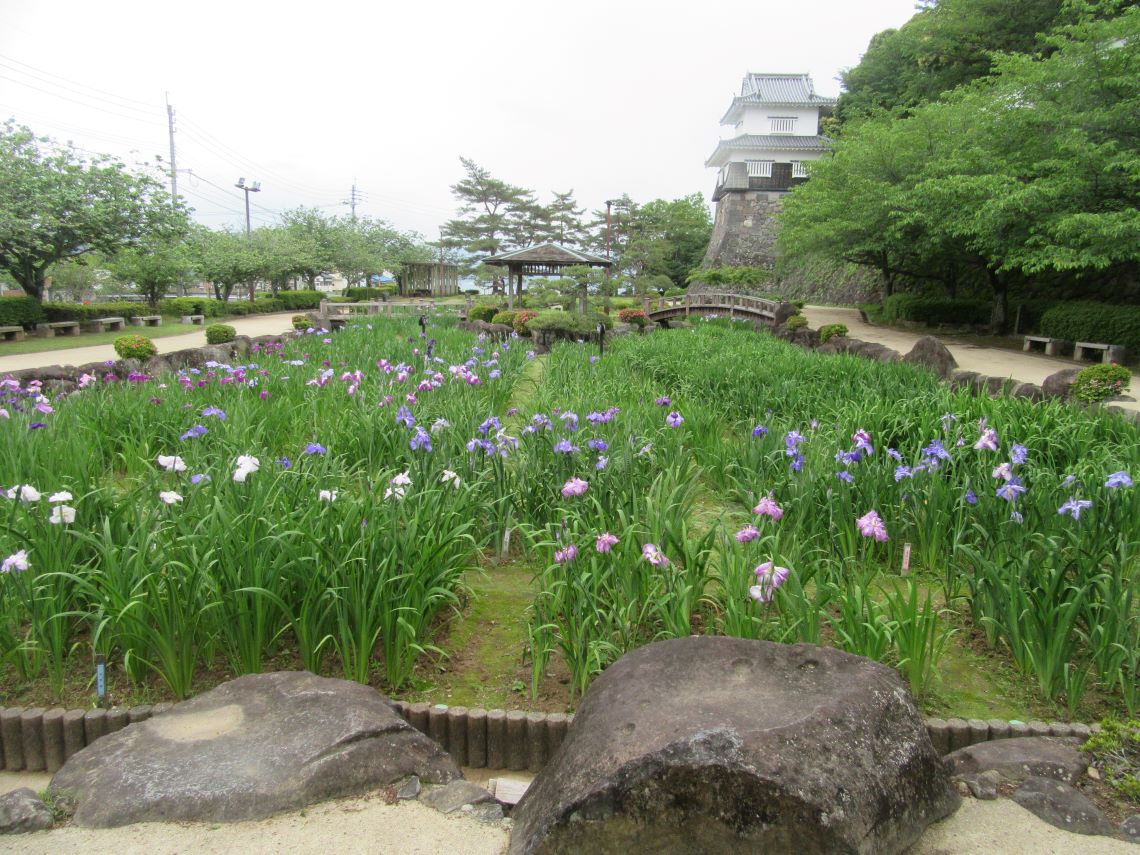 長崎県大村市の大村公園で撮影した、花菖蒲と玖島城(大村城)址。