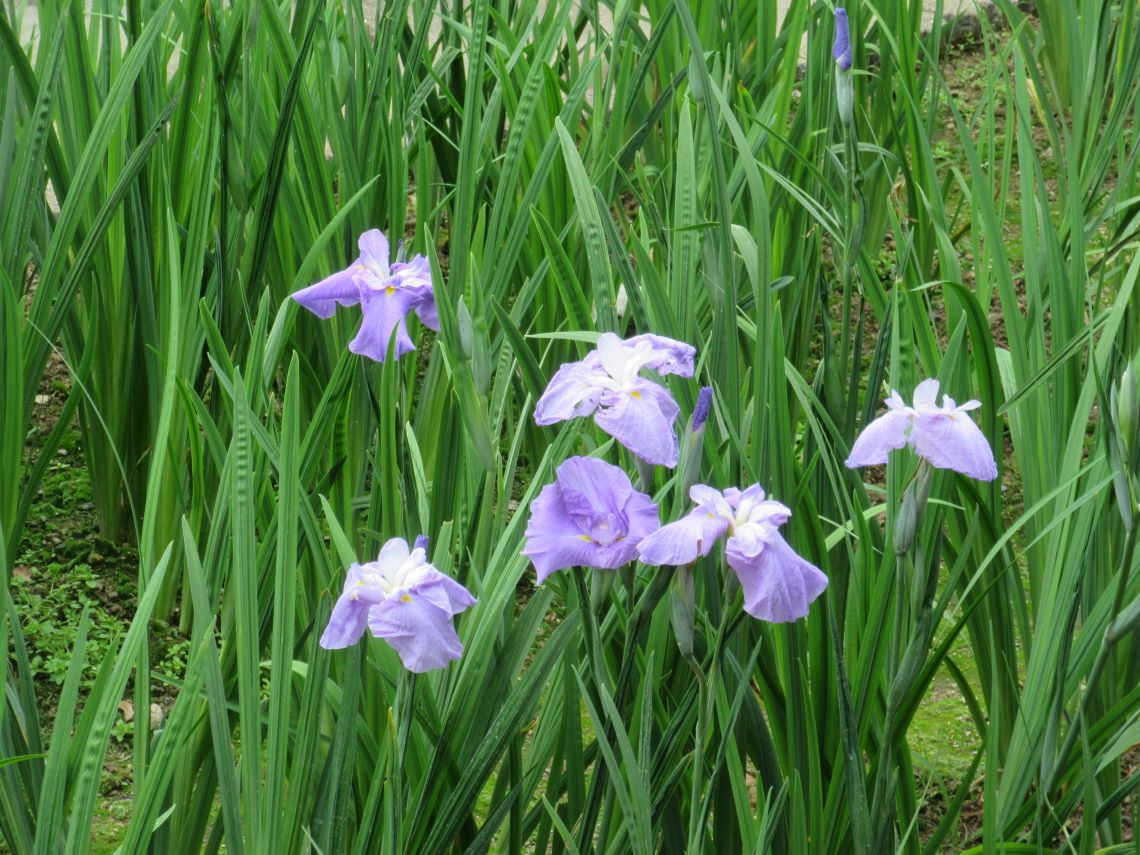長崎県大村市の大村公園で撮影した、淡い色合いの花菖蒲。