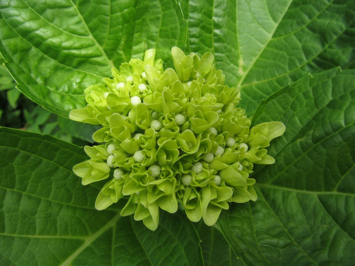 長崎市の唐人屋敷通り周辺で撮影した、緑の紫陽花。