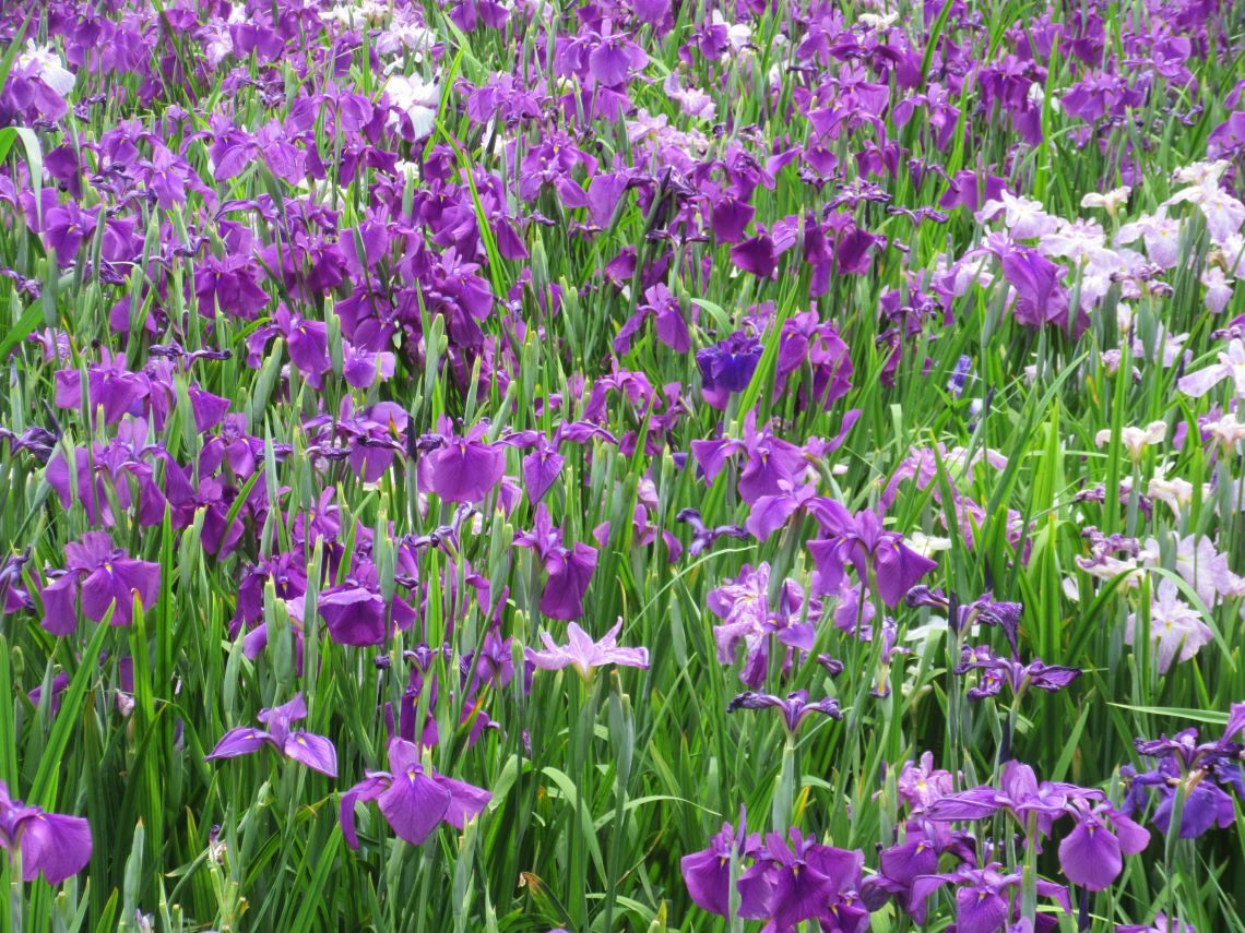 長崎県大村市の大村公園で撮影した、画面いっぱいの花菖蒲。