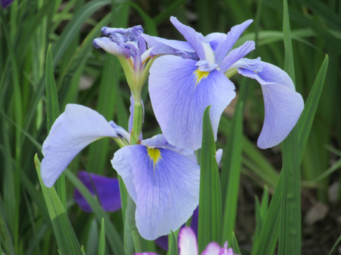 長崎県大村市の大村公園で撮影した、美しい青い花菖蒲。