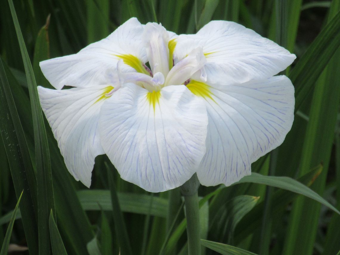 長崎県大村市の大村公園で撮影した、かわいい花菖蒲。