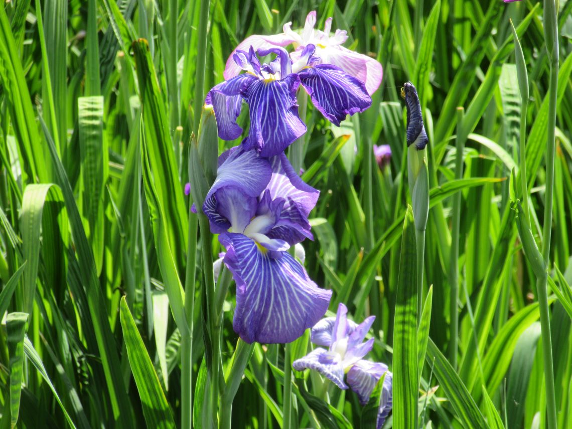 長崎県大村市の大村公園で撮影した、咲いている花菖蒲と、花開く前の花菖蒲。