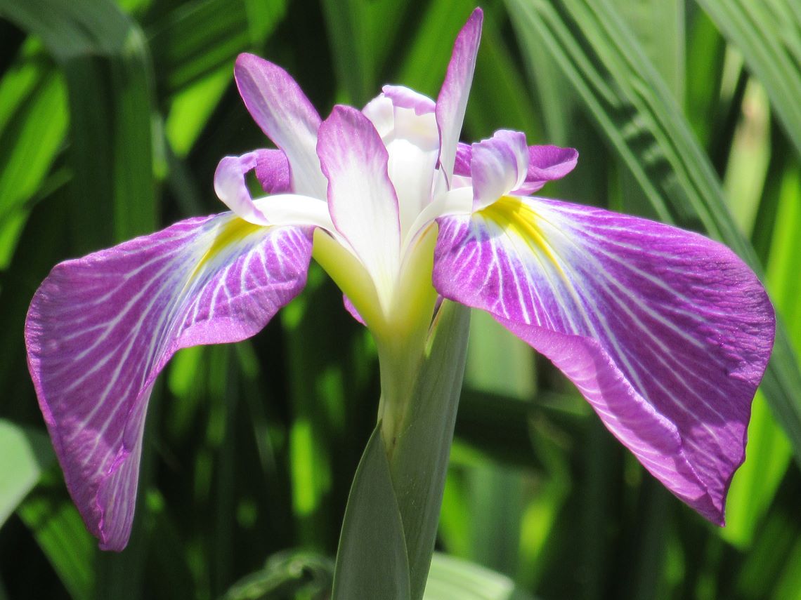 長崎県大村市の大村公園で撮影した、グラデーションが美しい花菖蒲。