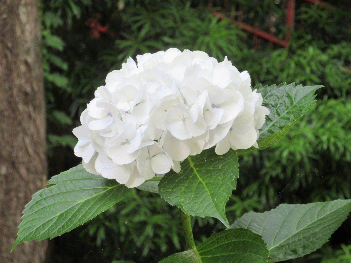 長崎県大村市の大村公園で撮影した、白い紫陽花。