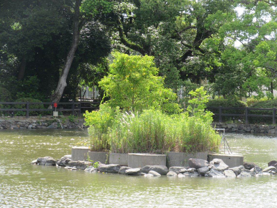 長崎県大村市の大村公園で撮影した、狛犬さんに見える草。