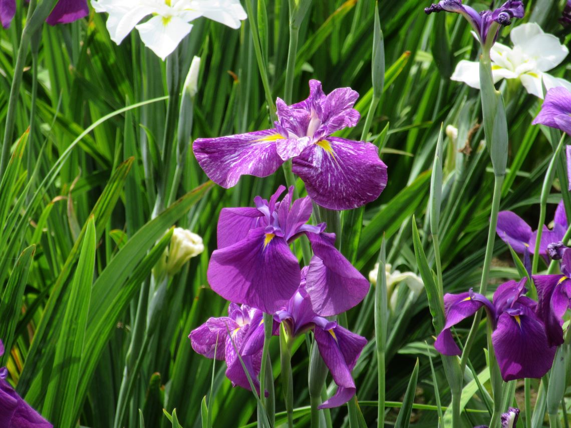 長崎県大村市の大村公園で撮影した、きれいな花菖蒲。