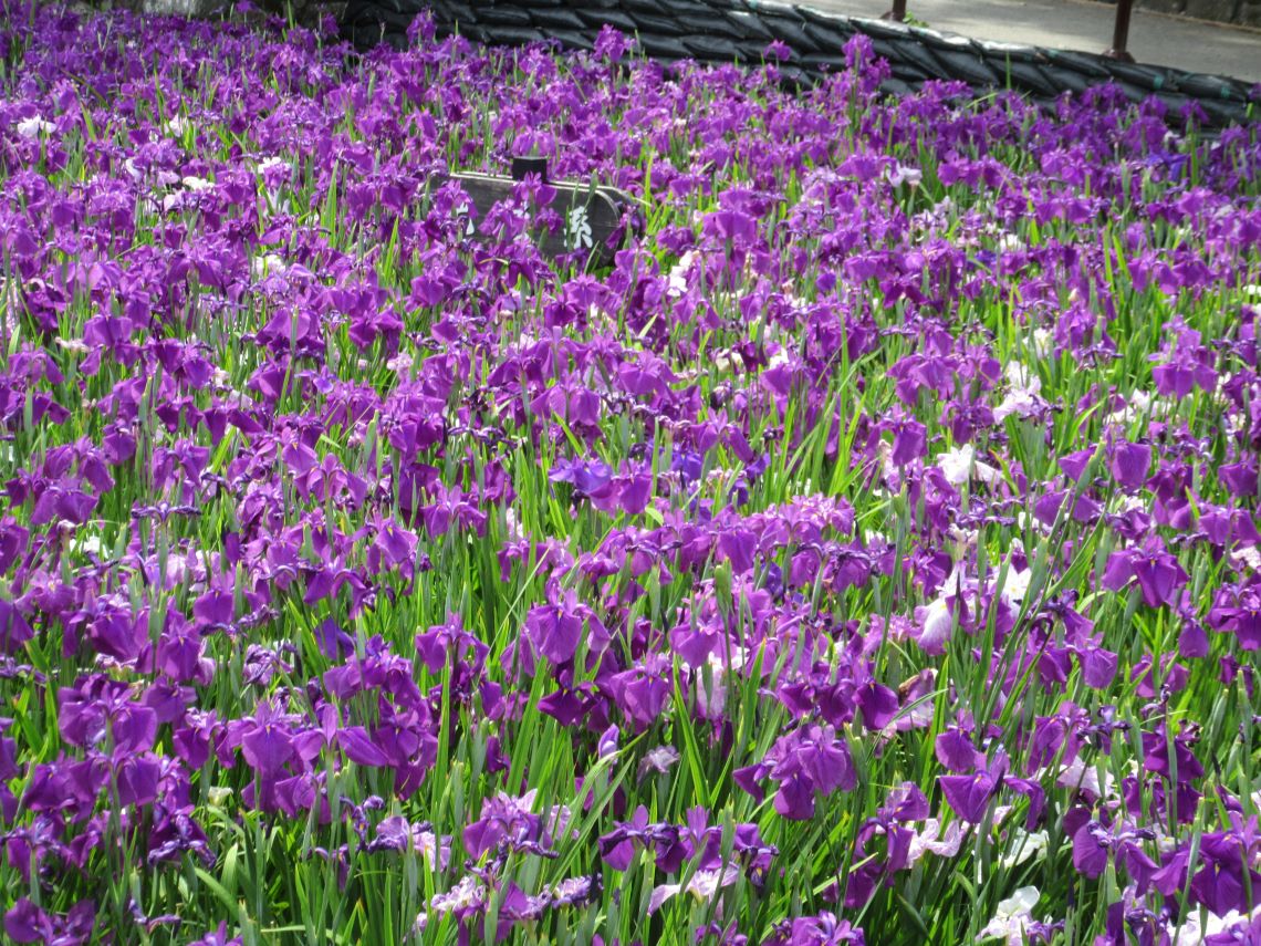 長崎県大村市の大村公園で撮影した、看板を埋め尽くすほどの花菖蒲。