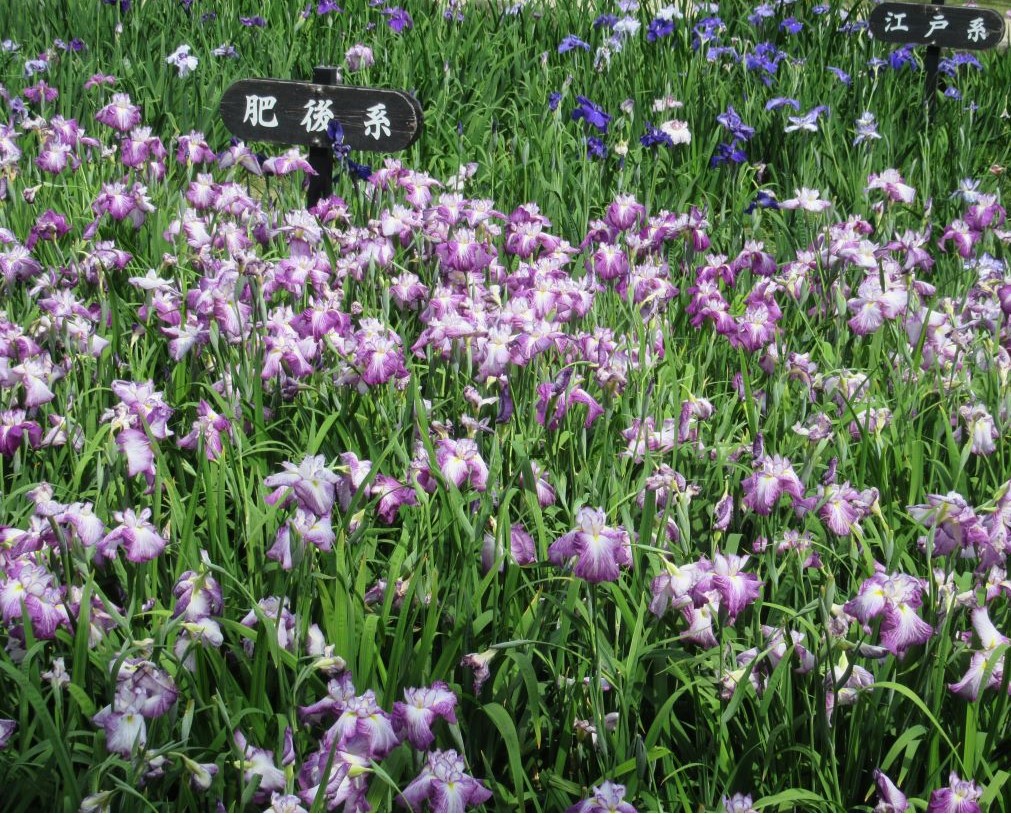 長崎県大村市の大村公園で撮影した、様々な系統の花菖蒲に、うっとり。
