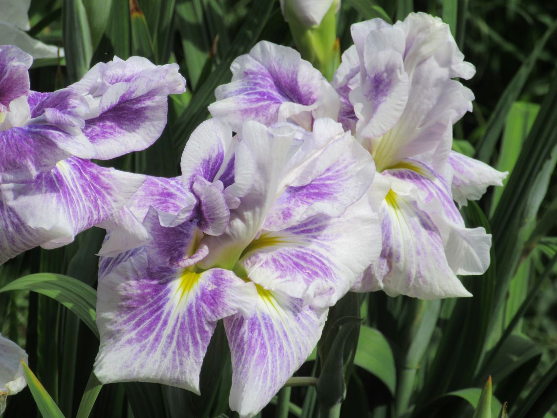 長崎県大村市の大村公園で撮影した、美しい花菖蒲。