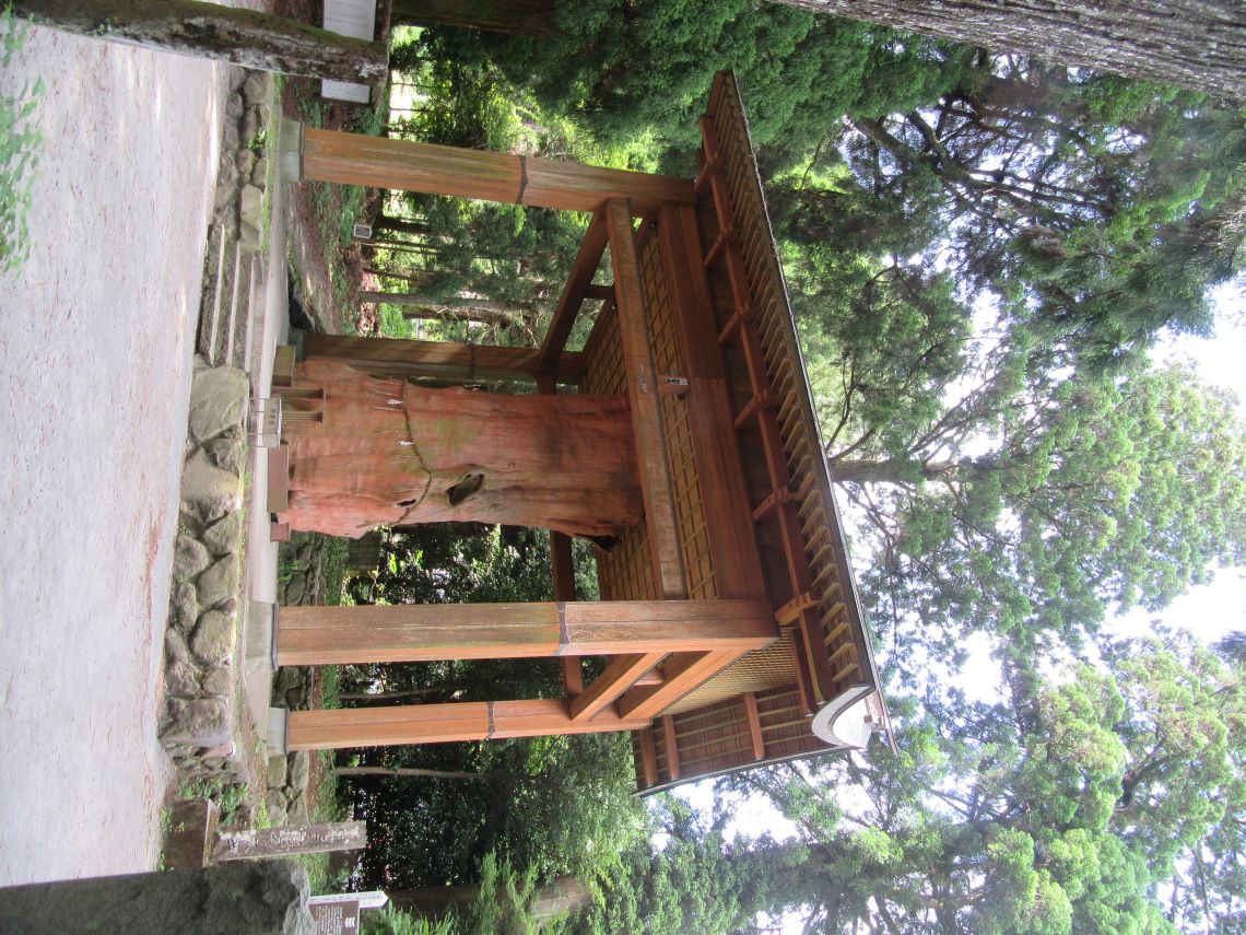 熊本県阿蘇市にある国造神社で撮影した、手野のスギ。