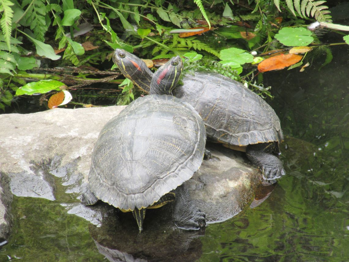 熊本市動植物園で撮影した、仲良さそうなカメ。