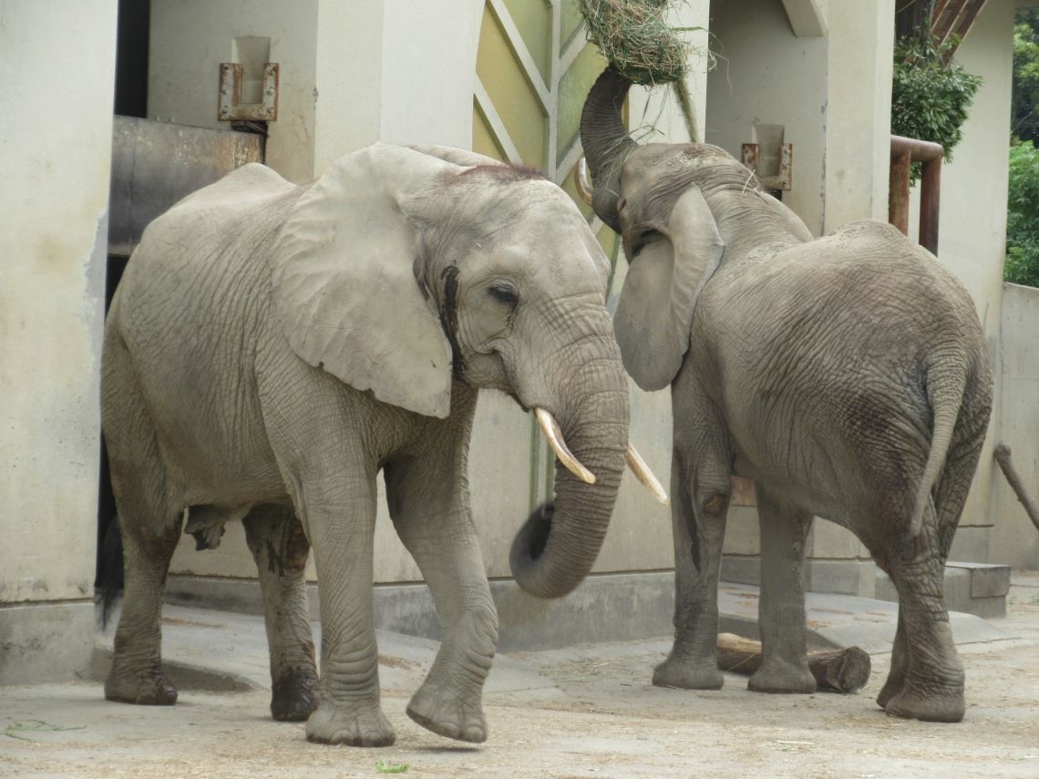 熊本市動植物園で撮影した、アフリカゾウ。
