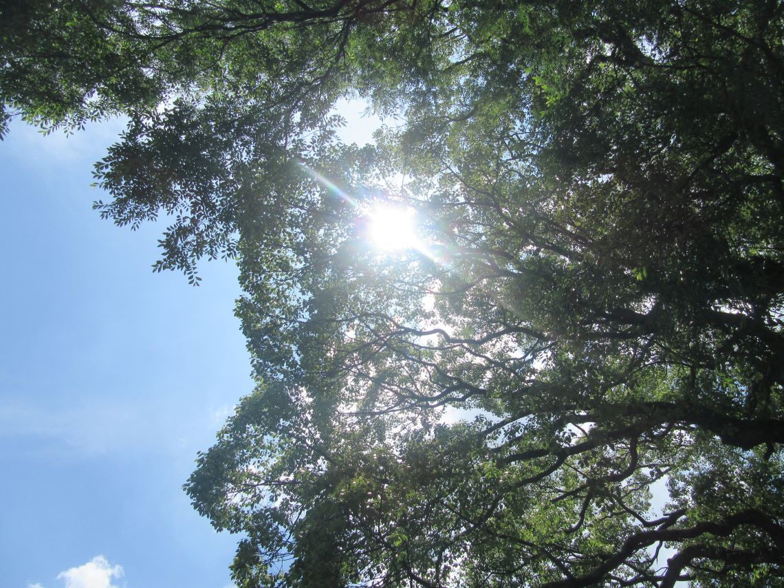 6月に長崎市の中川八幡神社で撮影した、木漏れ日。