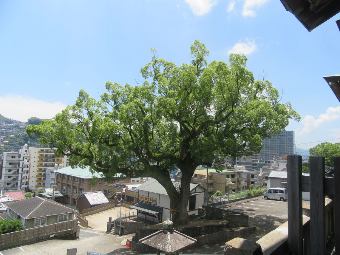長崎市の諏訪神社付近で撮影した、『病魔退散大楠』。