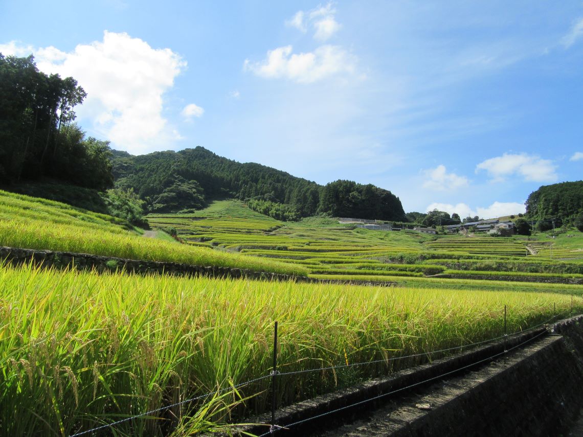 長崎県東彼杵郡波佐見町にある鬼木の棚田のきれいな風景。