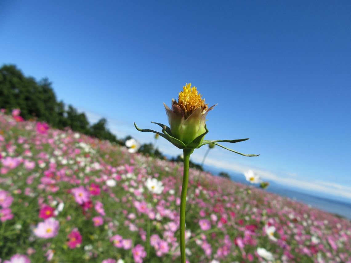 長崎県諫早市の白木峰高原で撮影した、今にも花開きそうなコスモスの蕾。