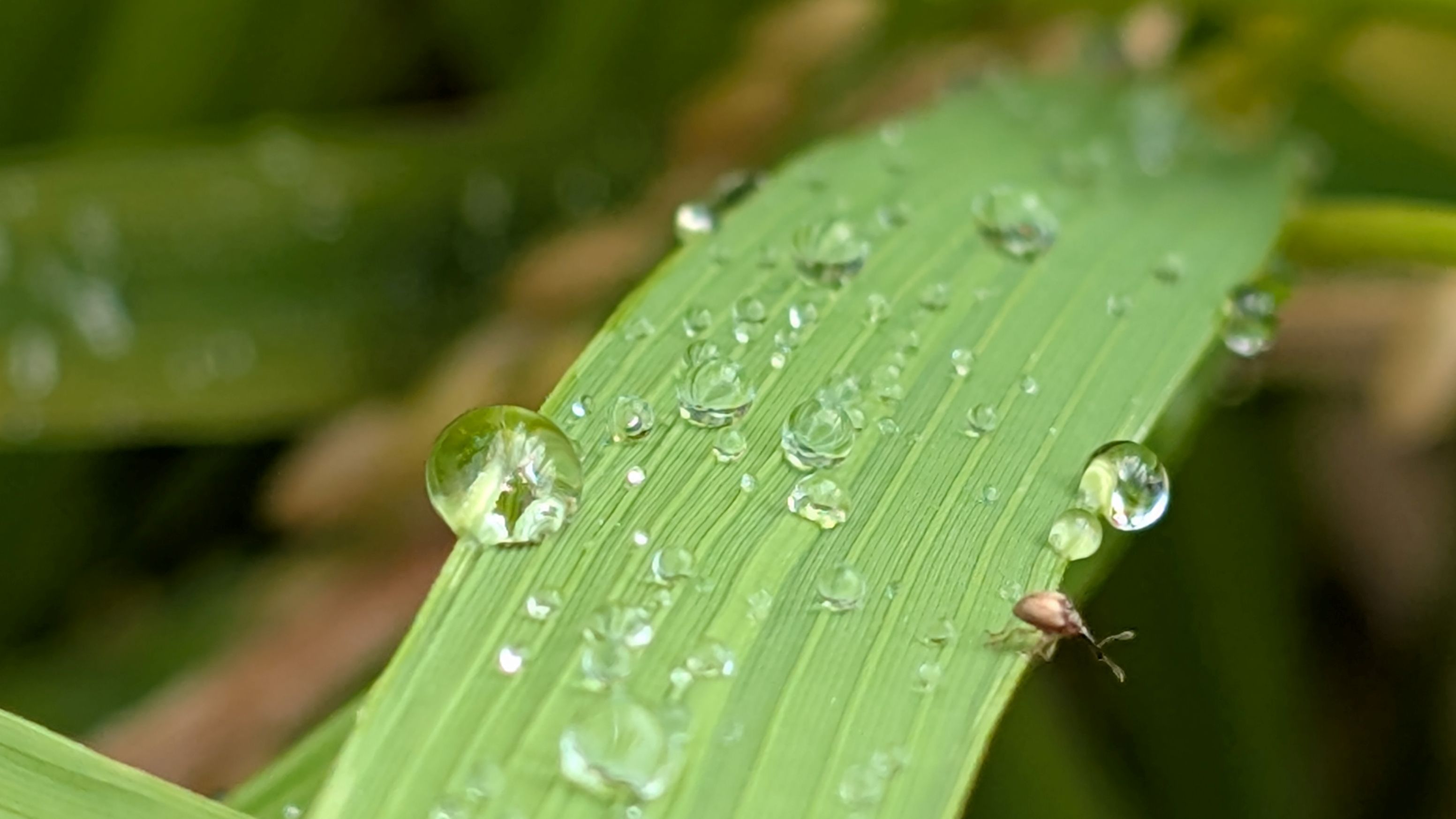 鬼木棚田の雨上がりの葉っぱ。