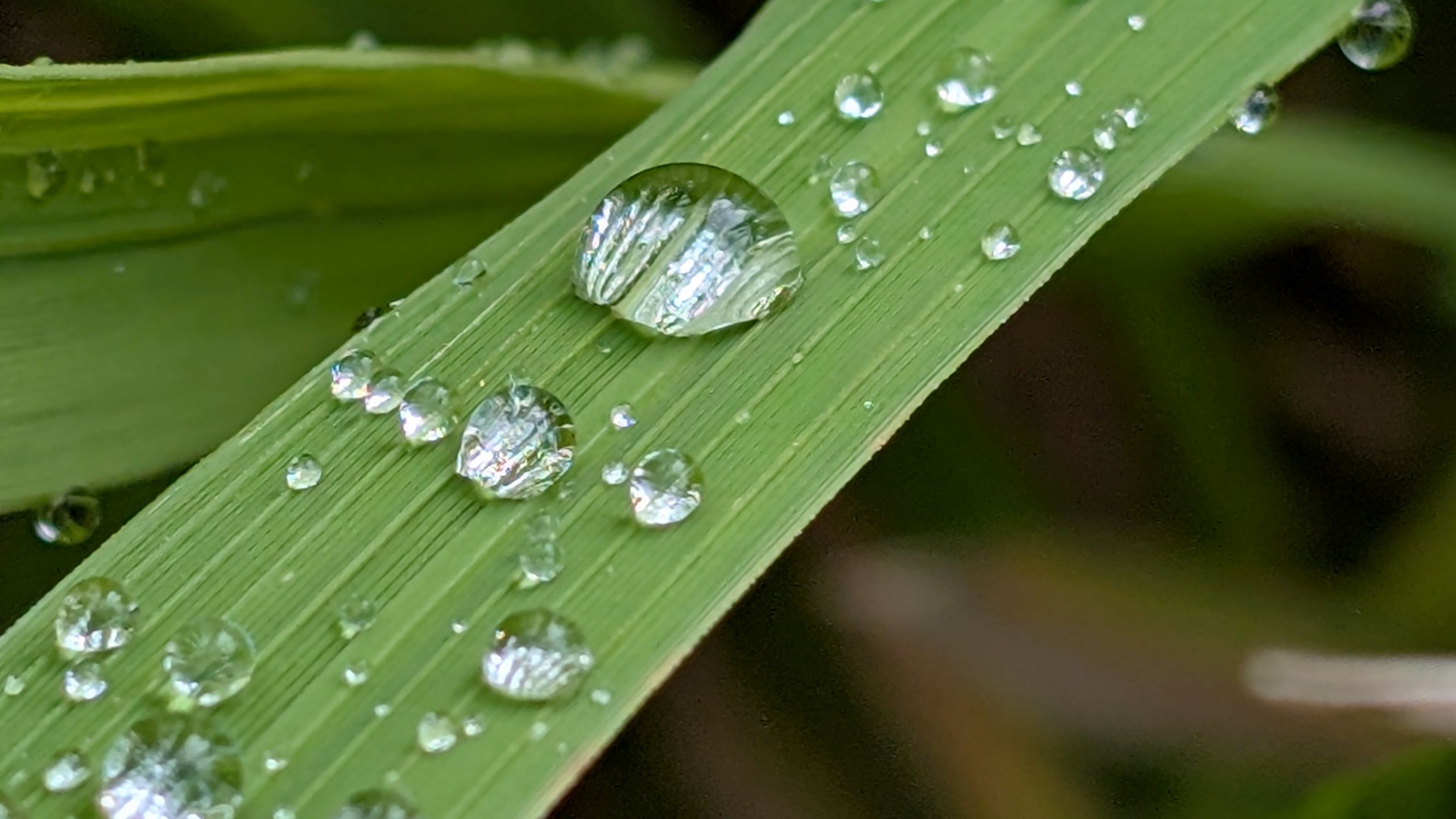 鬼木棚田のきれいなしずく。