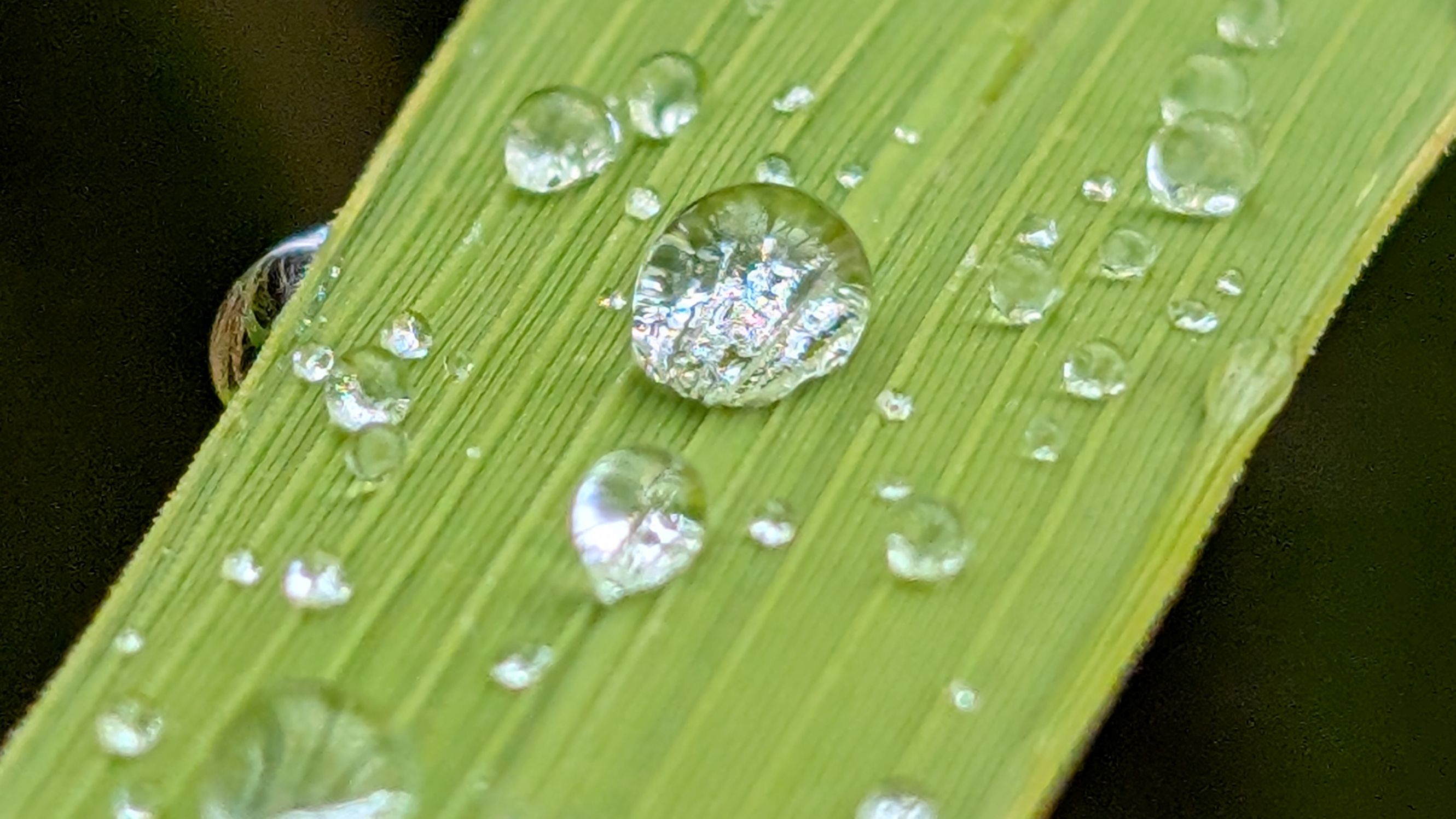 鬼木棚田の葉っぱとしずく。