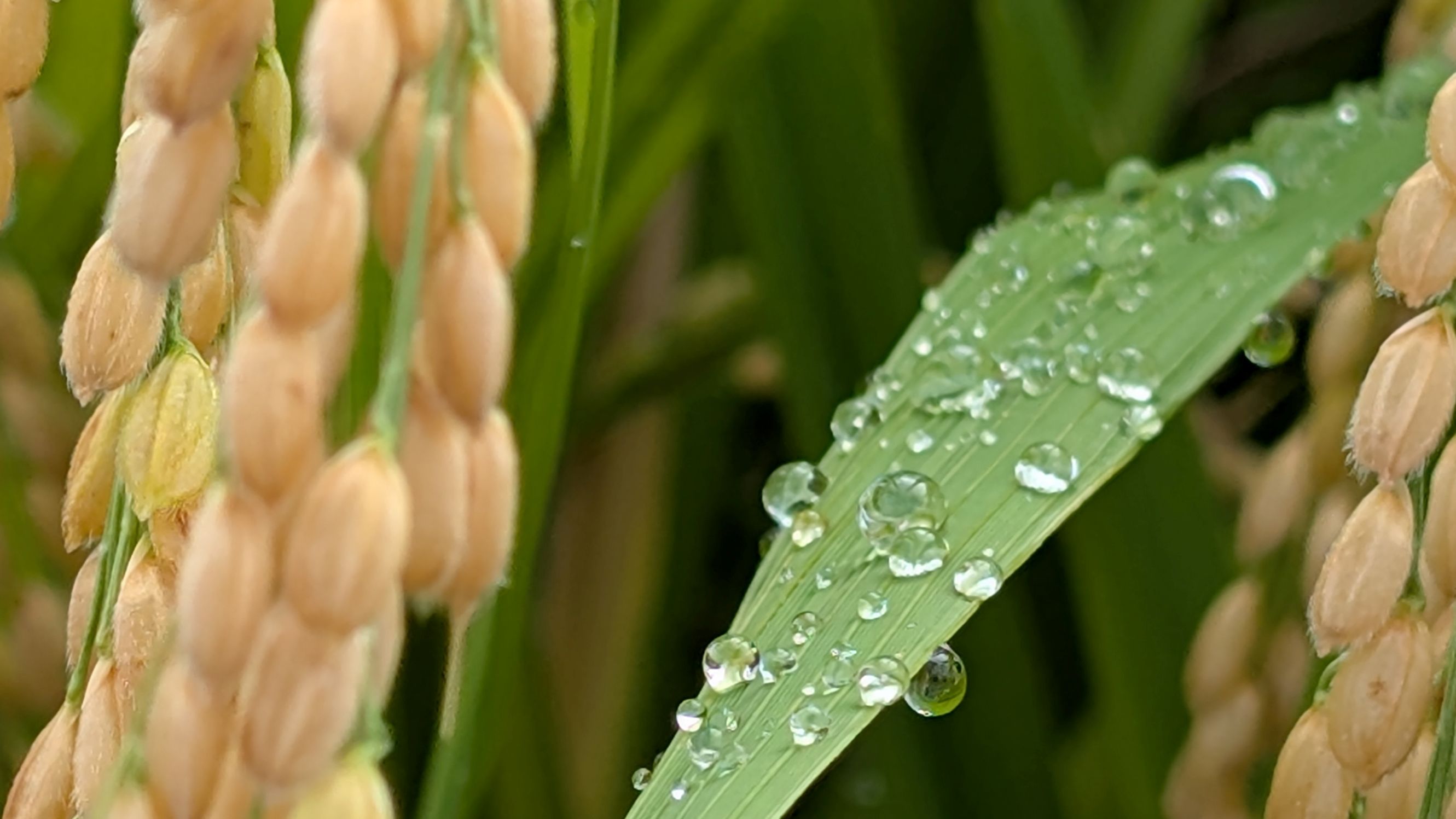 鬼木棚田の稲穂としずく。