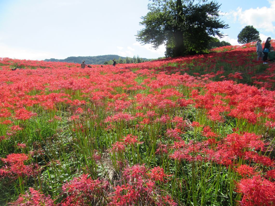 長崎市琴海戸根町にある社が丘花園の彼岸花の写真。