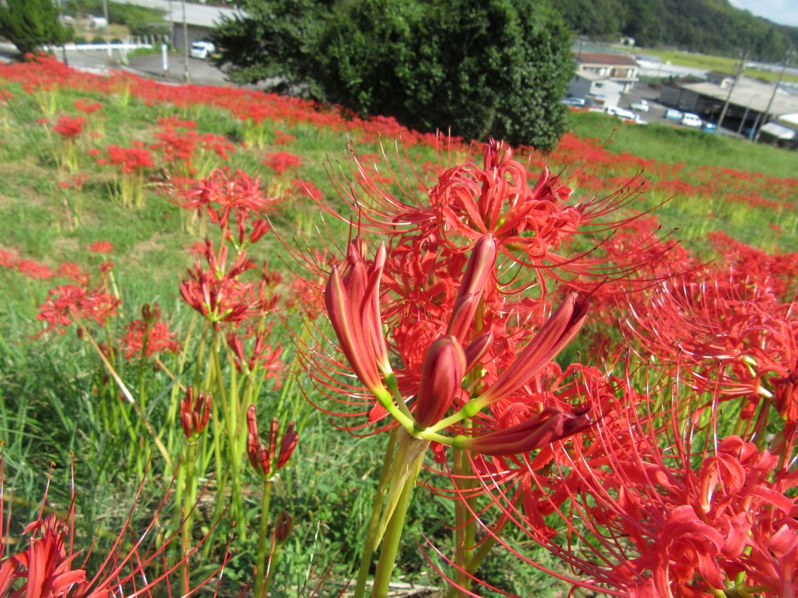 長崎市琴海戸根町にある社が丘花園の彼岸花の写真。