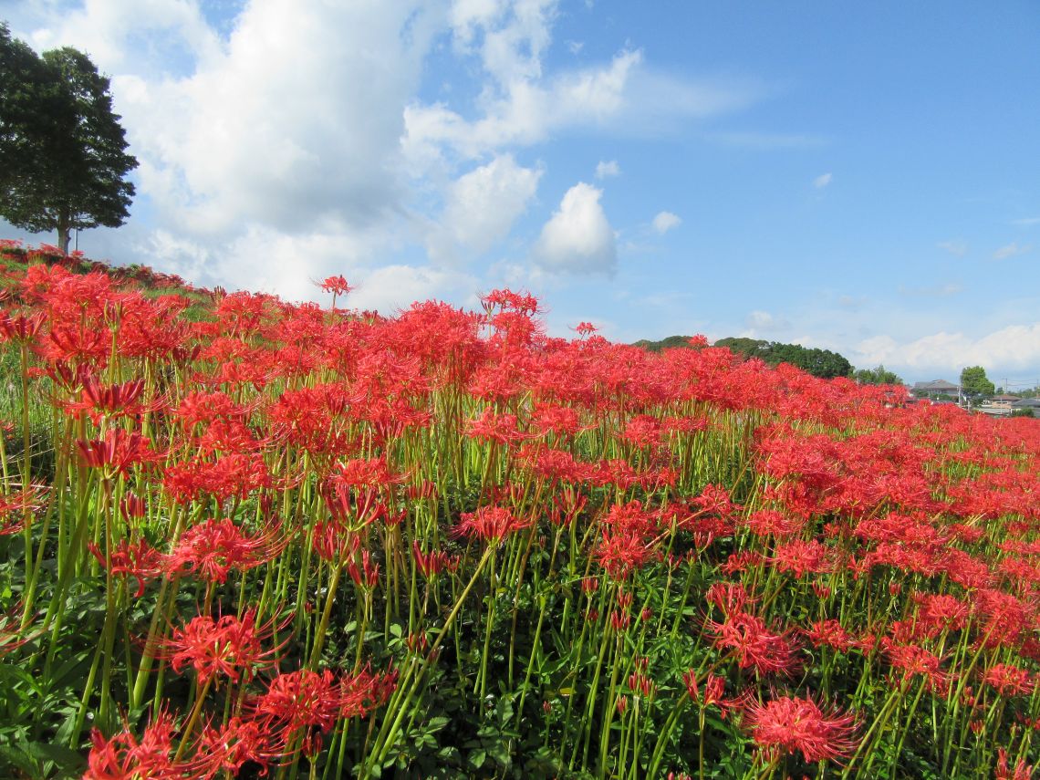 長崎市琴海戸根町にある社が丘花園の彼岸花の写真。