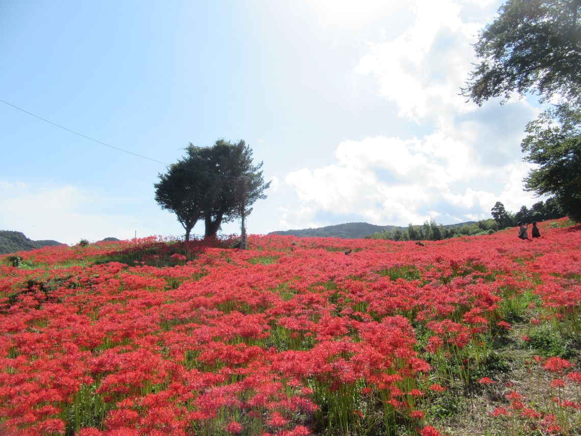 長崎市琴海戸根町にある社が丘花園の彼岸花の写真。