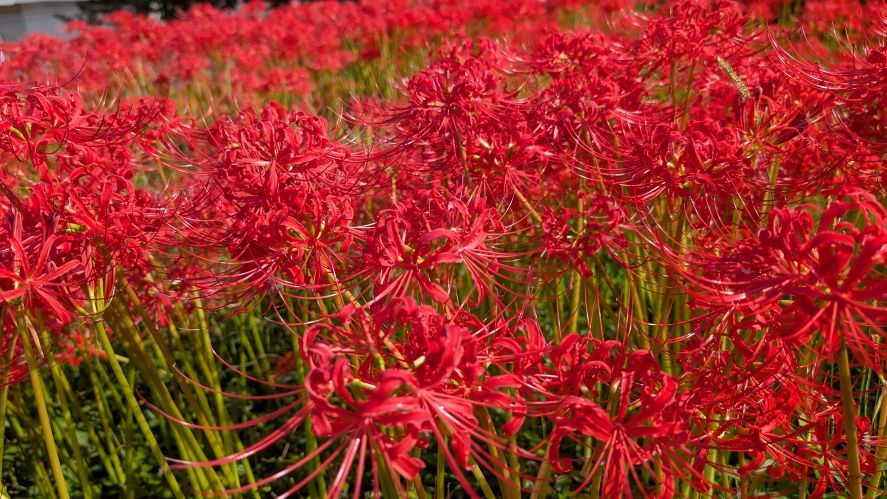 長崎市琴海戸根町にある社が丘花園の彼岸花の写真。