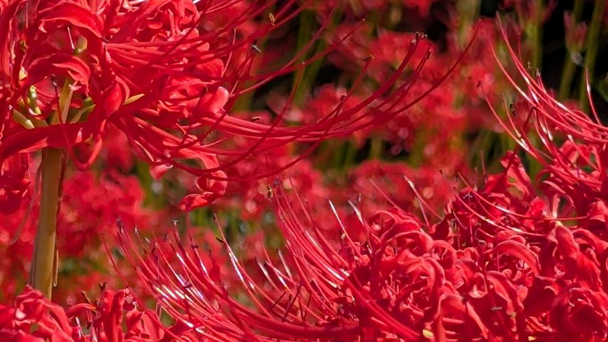 長崎市琴海戸根町にある社が丘花園の彼岸花の写真。