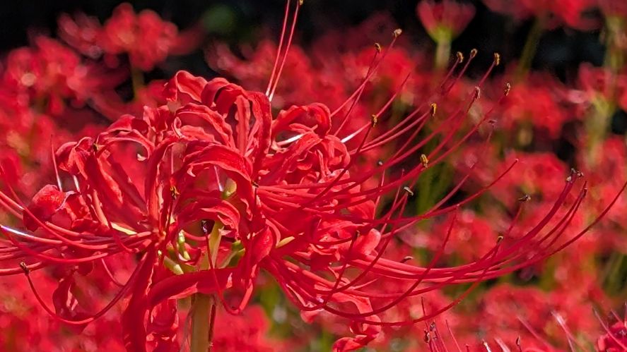 長崎市琴海戸根町にある社が丘花園の彼岸花の写真。