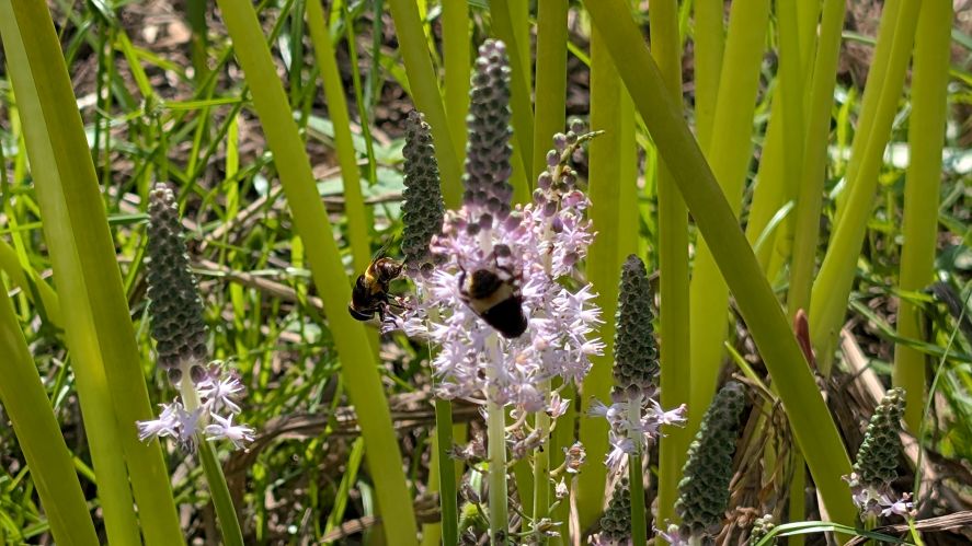 長崎市琴海戸根町にある社が丘花園のツルボとミツバチの写真。