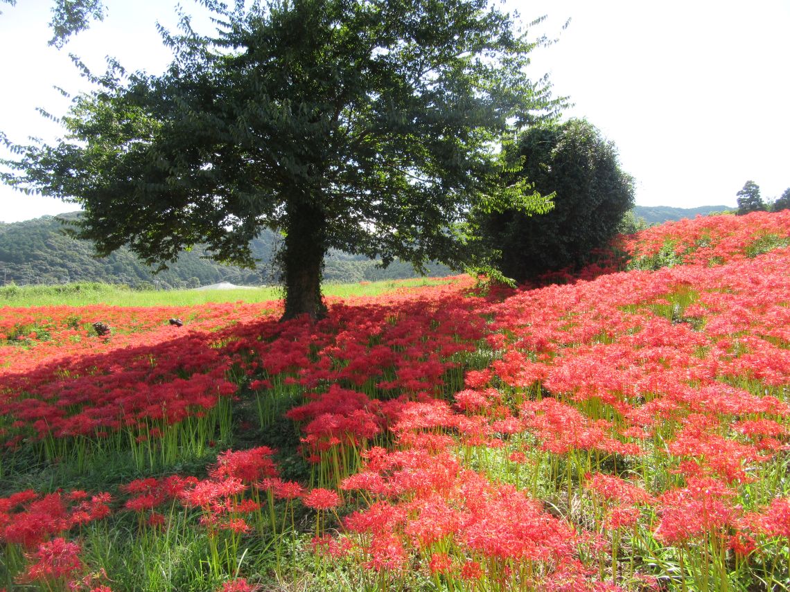 長崎市琴海戸根町にある社が丘花園の彼岸花の写真。