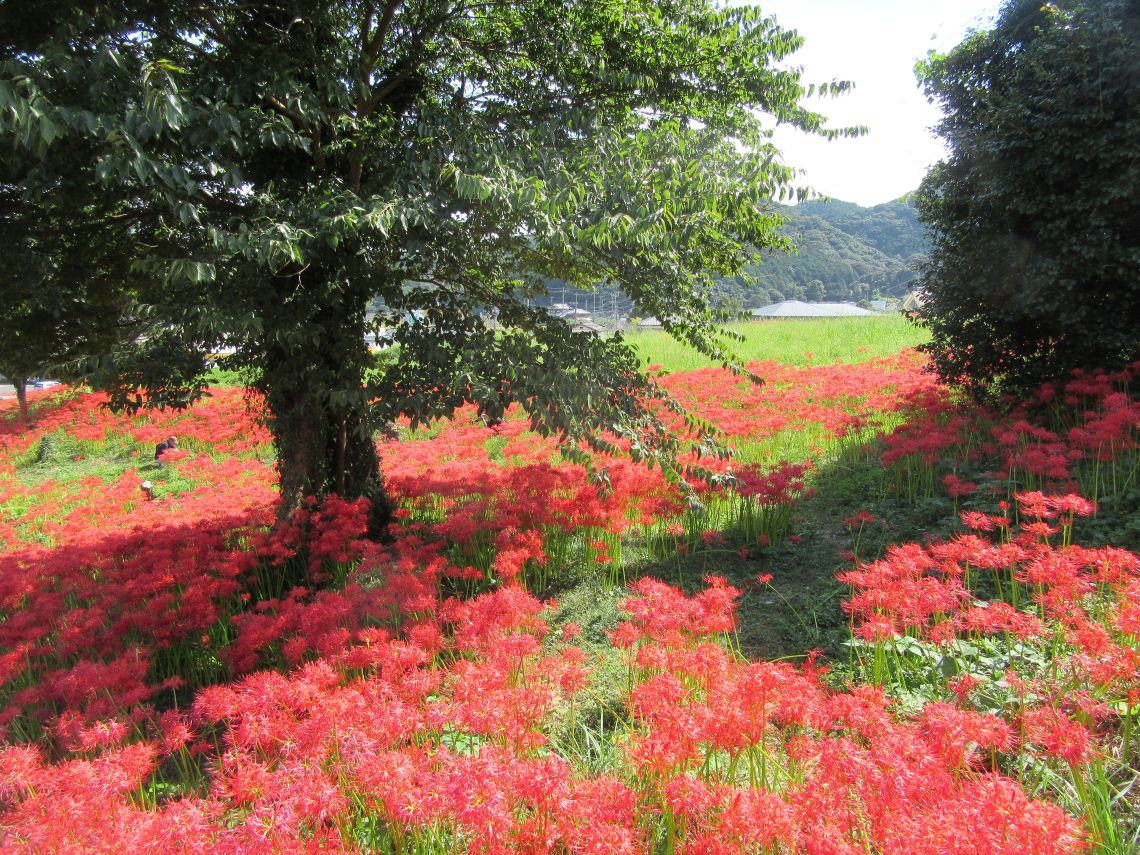 長崎市琴海戸根町にある社が丘花園の彼岸花の写真。