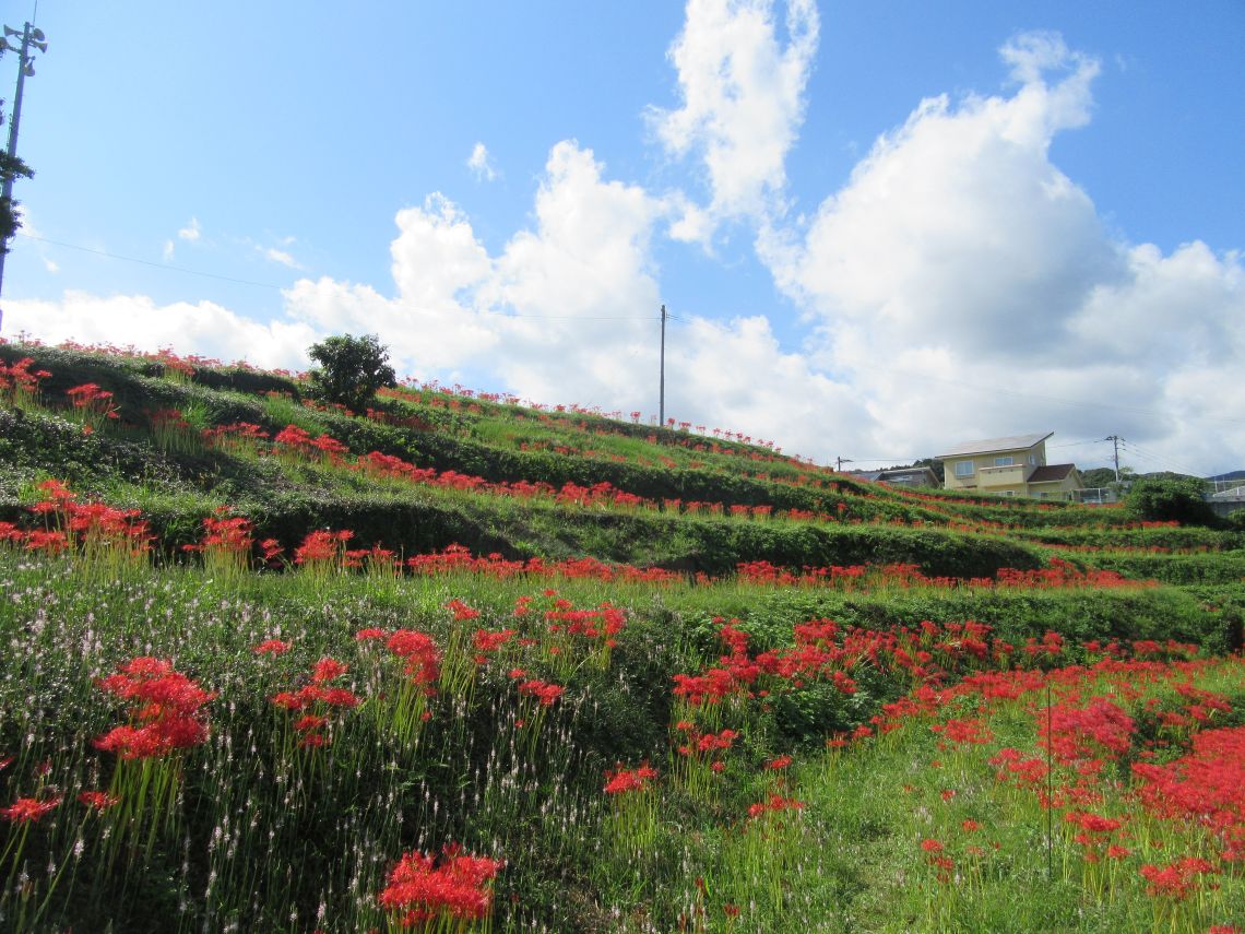 長崎市琴海戸根町にある社が丘花園の彼岸花の写真。