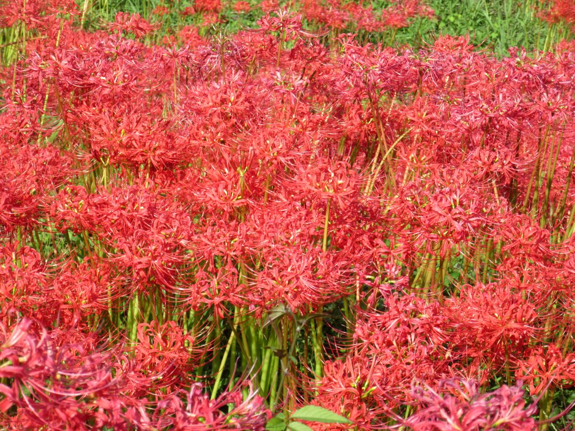 長崎市琴海戸根町にある社が丘花園の彼岸花の写真。