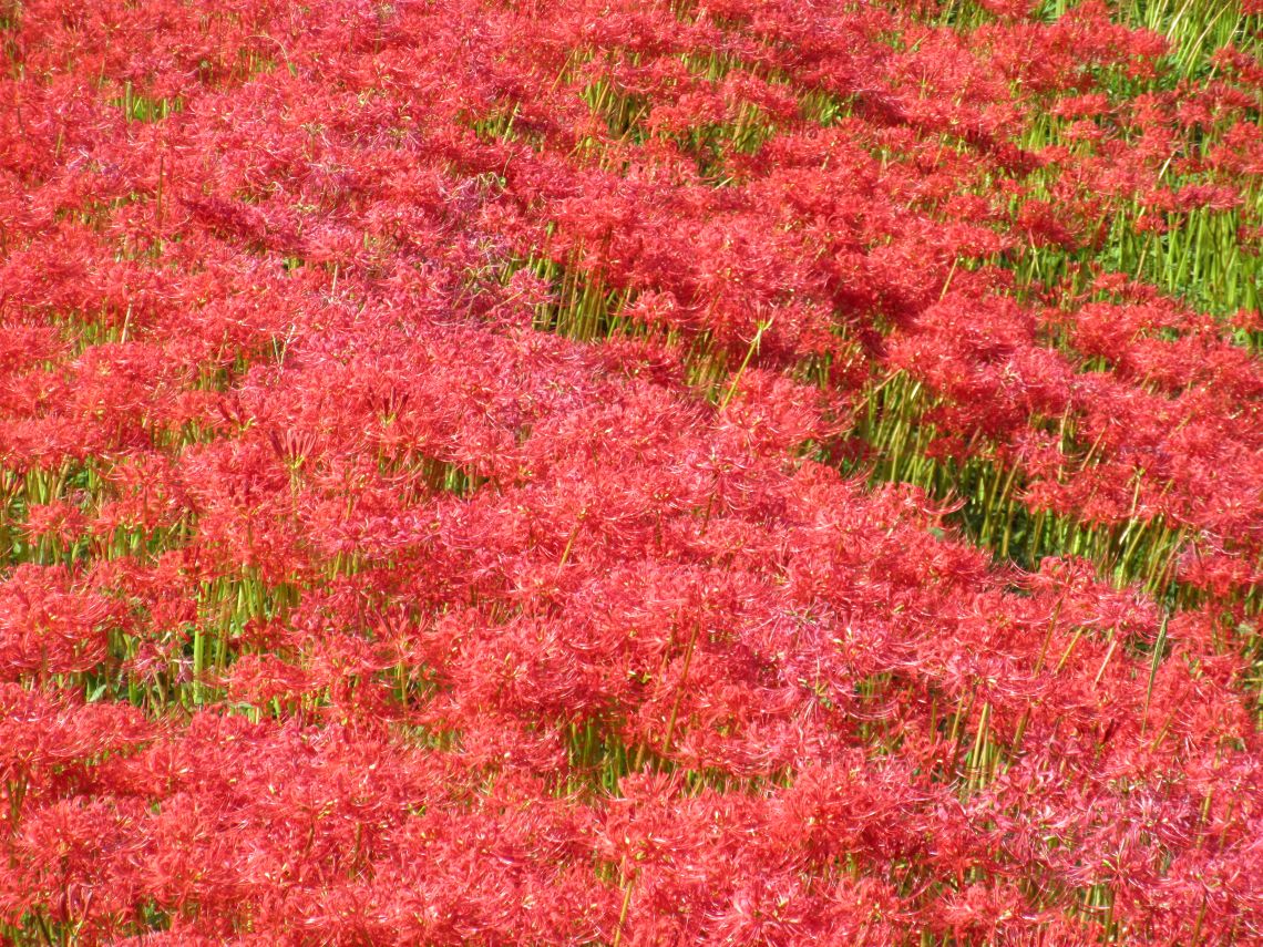 長崎市琴海戸根町にある社が丘花園の彼岸花の写真。