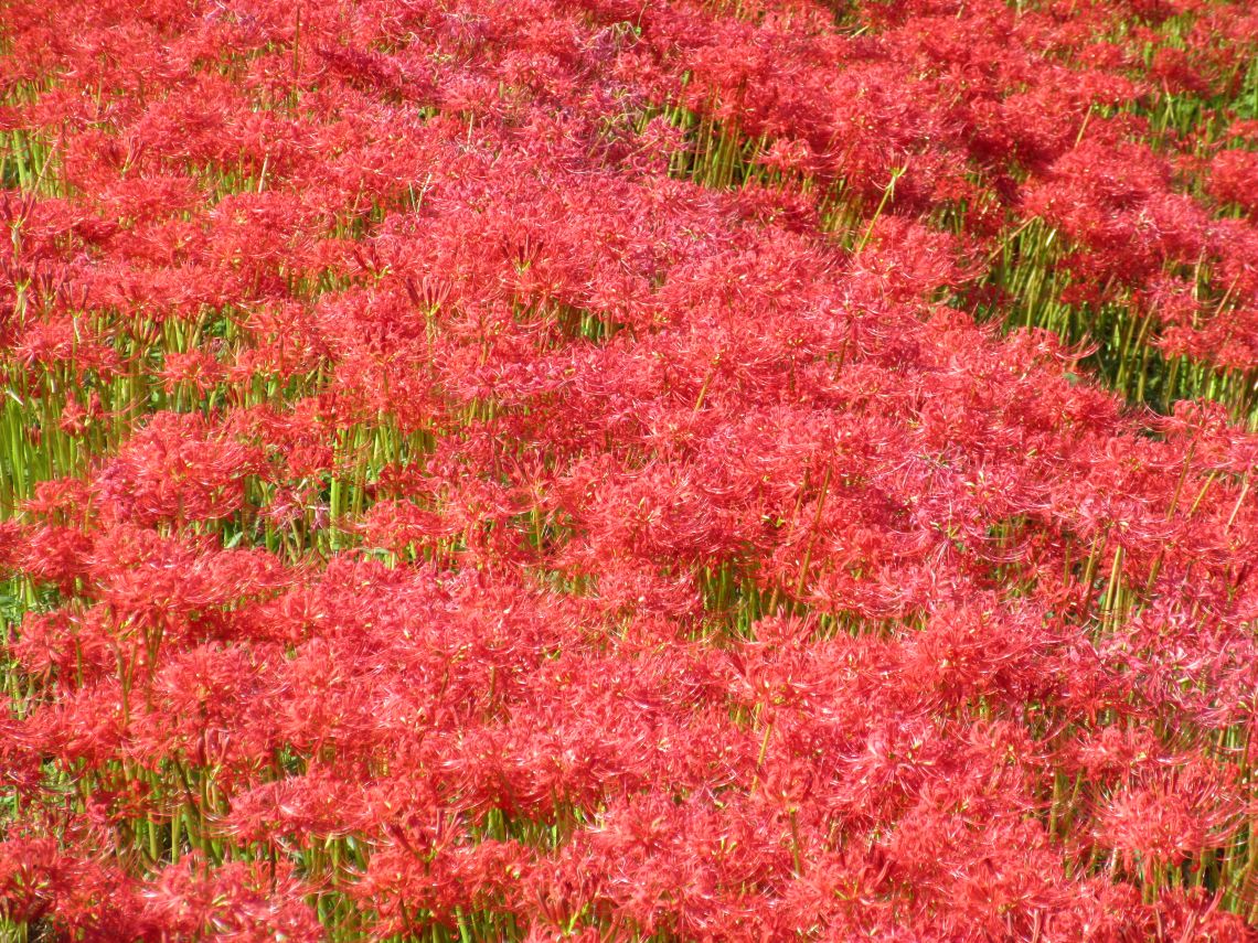長崎市琴海戸根町にある社が丘花園の彼岸花の写真。