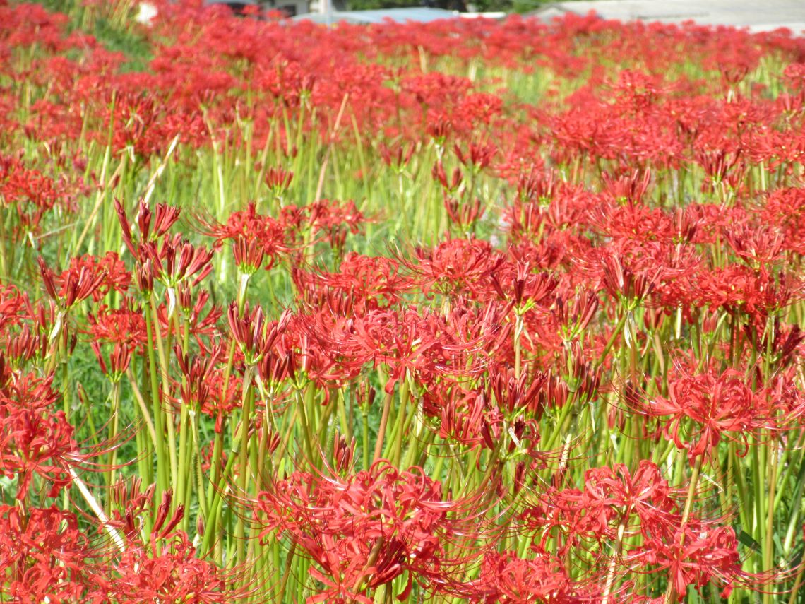 長崎市琴海戸根町にある社が丘花園の彼岸花の写真。