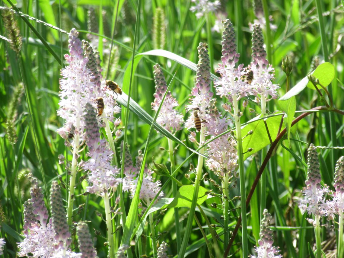 長崎市琴海戸根町にある社が丘花園のツルボとミツバチの写真。