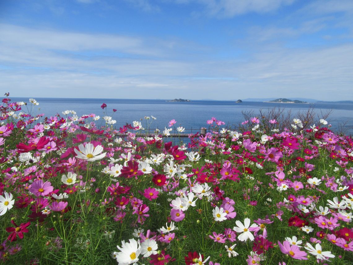 ドラマ『海に眠るダイヤモンド』最終回のシーンを再現した『一島一家のコスモス畑』。