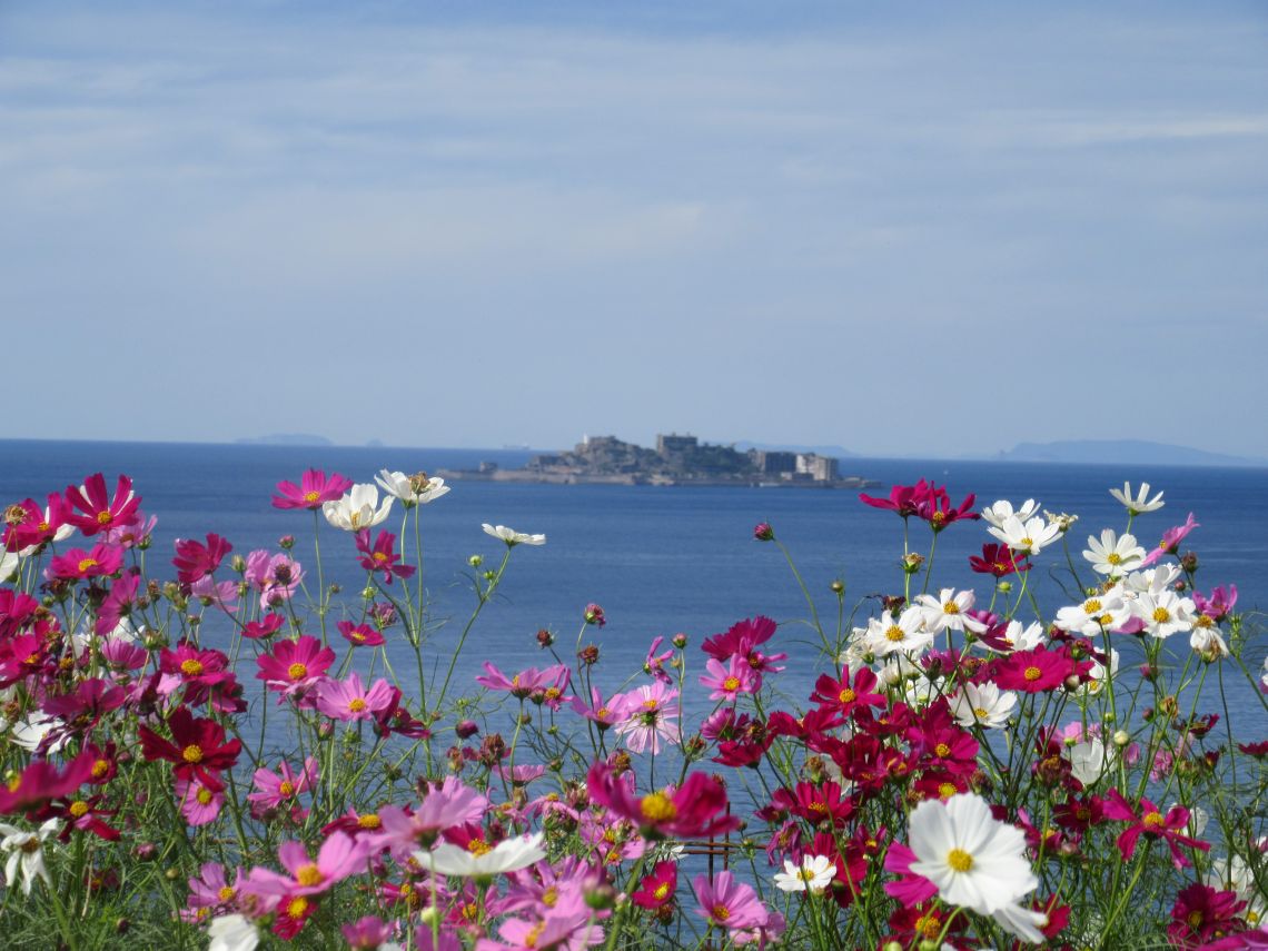 ドラマ『海に眠るダイヤモンド』最終回のシーンを再現した『一島一家のコスモス畑』。