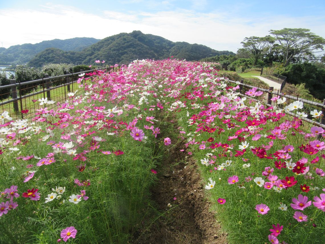 ドラマ『海に眠るダイヤモンド』最終回のシーンを再現した『一島一家のコスモス畑』。