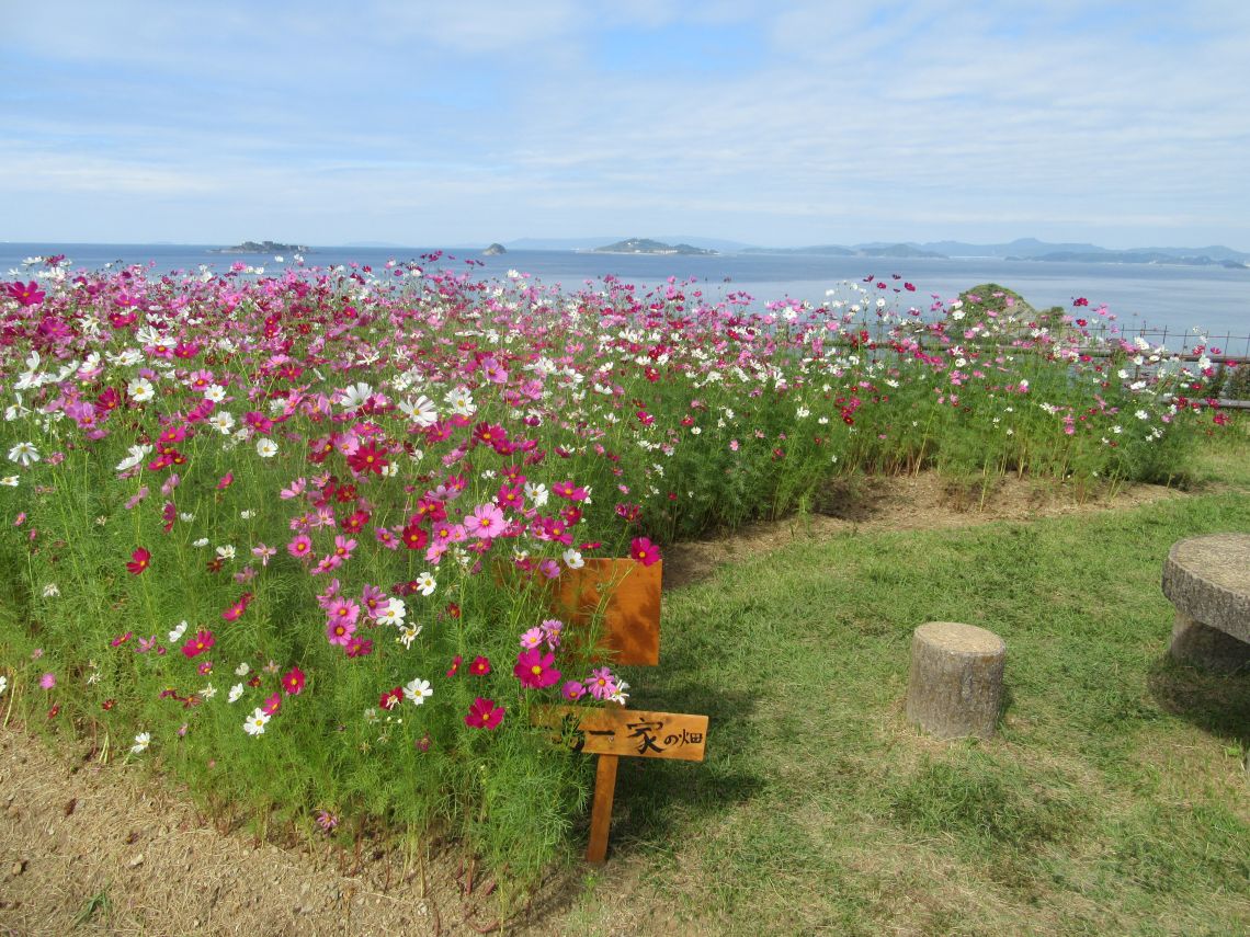 ドラマ『海に眠るダイヤモンド』最終回のシーンを再現した『一島一家のコスモス畑』。