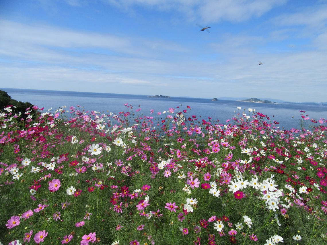 ドラマ『海に眠るダイヤモンド』最終回のシーンを再現した『一島一家のコスモス畑』。
