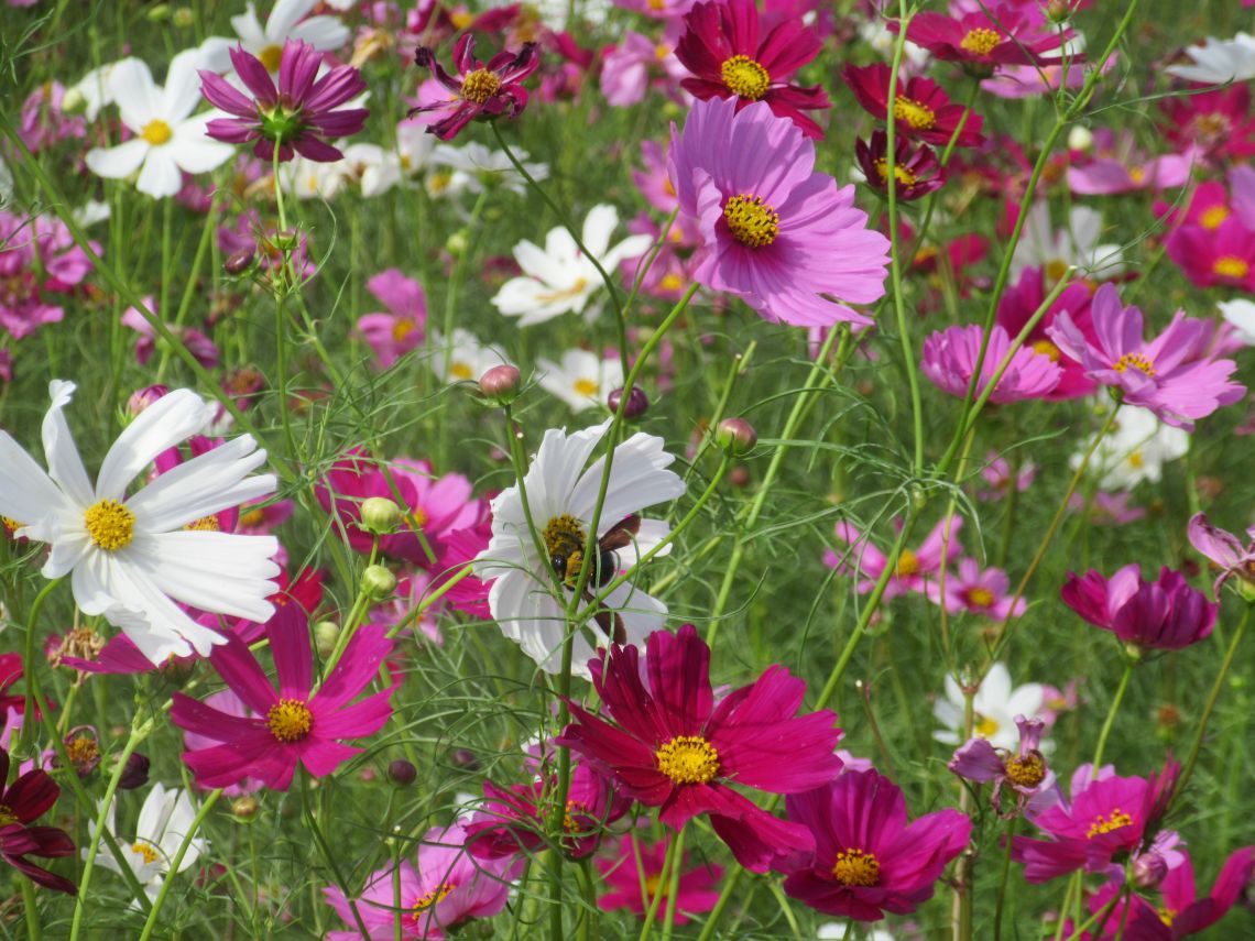 ドラマ『海に眠るダイヤモンド』最終回のシーンを再現した『一島一家のコスモス畑』。